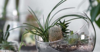 ideas para decorar con cactus