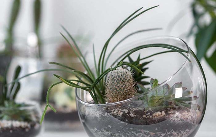 ideas para decorar con cactus